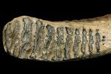 Palaeoloxodon (Mammoth Relative) Molar - Collector Quality! #137178-4